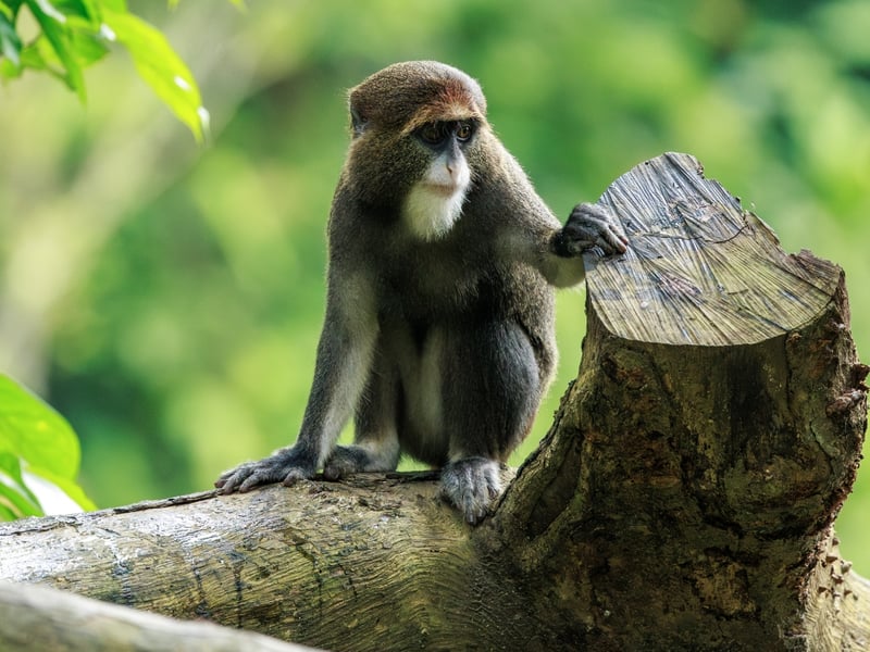 A grey-furred monkey with a striking white beard and a bright orange crescent on its forehead. (gallery image 2)