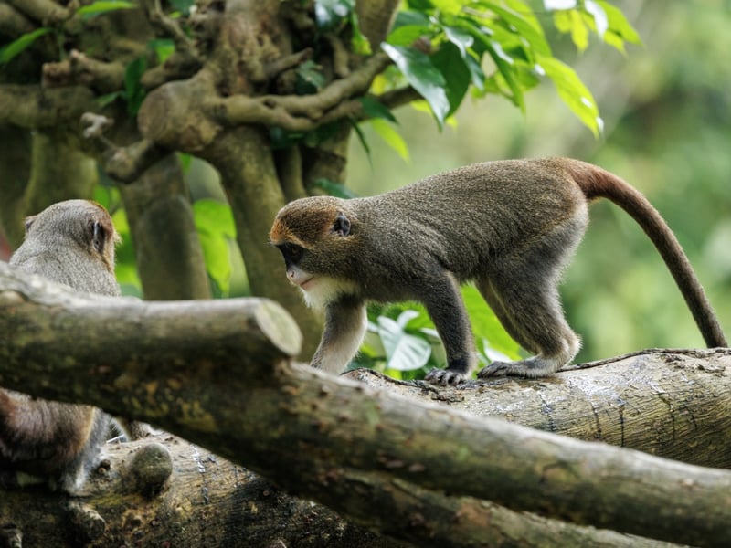 A grey-furred monkey with a striking white beard and a bright orange crescent on its forehead. (gallery image 3)