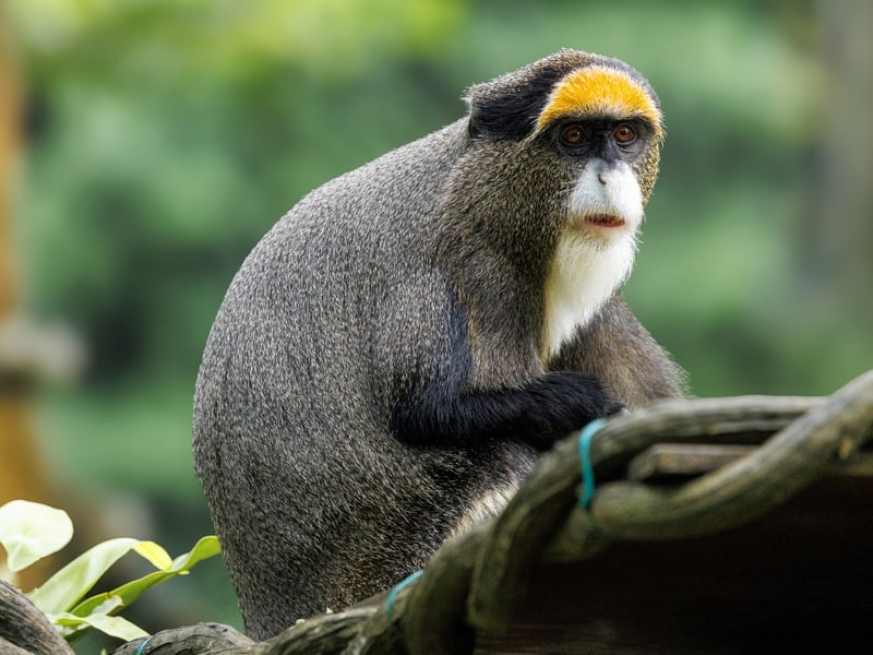 A grey-furred monkey with a striking white beard and a bright orange crescent on its forehead. (gallery image 1)