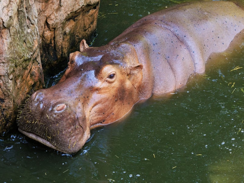 A massive, grey, barrel-shaped mammal with a wide snout submerged in water up to its eyes. (gallery image 1)
