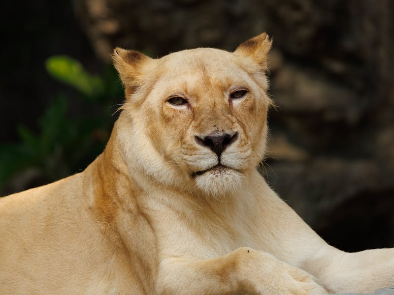 A powerful tan-coloured lioness resting in the grass of the African savanna. (gallery image 1)