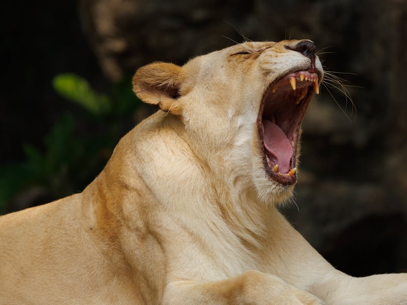 A powerful tan-coloured lioness resting in the grass of the African savanna. (gallery image 2)