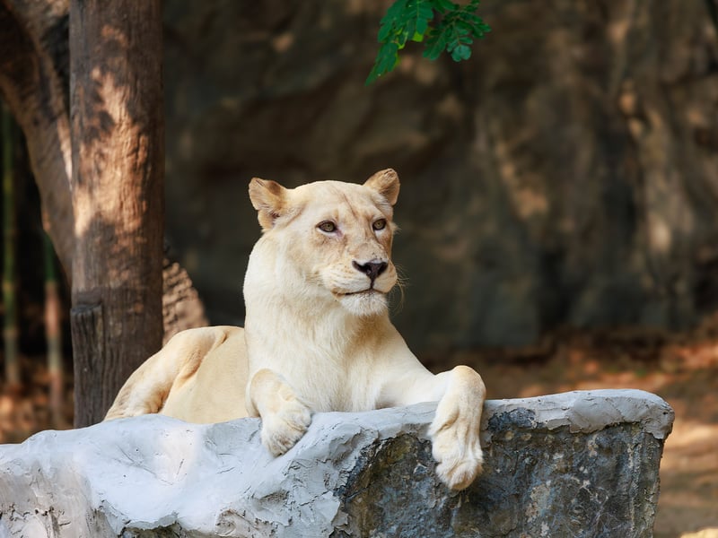 A powerful tan-coloured lioness resting in the grass of the African savanna. (gallery image 3)