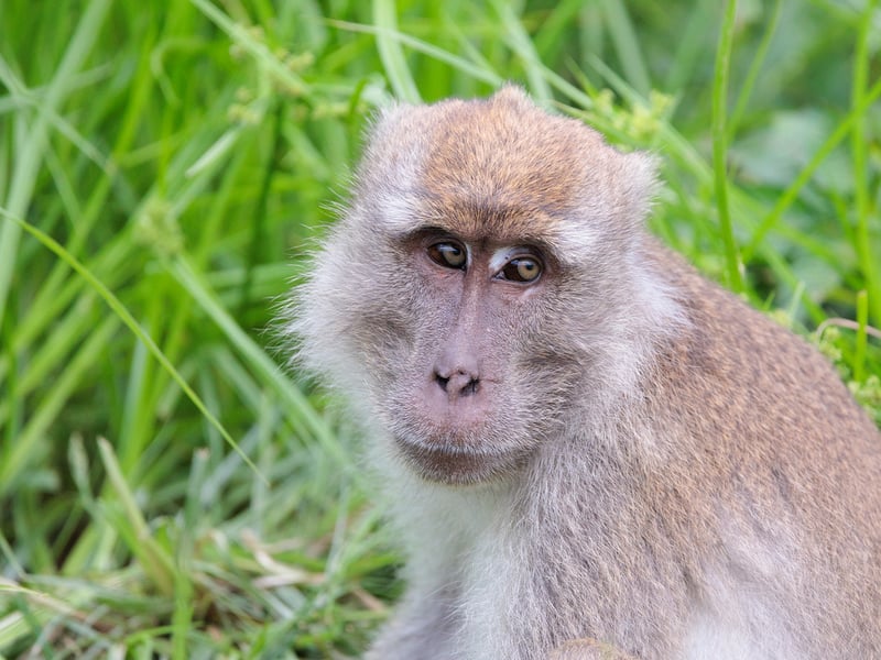 A long-tailed macaque with light brown fur and a very long tail perching on a wooden railing against a green forest backdrop. (gallery image 1)