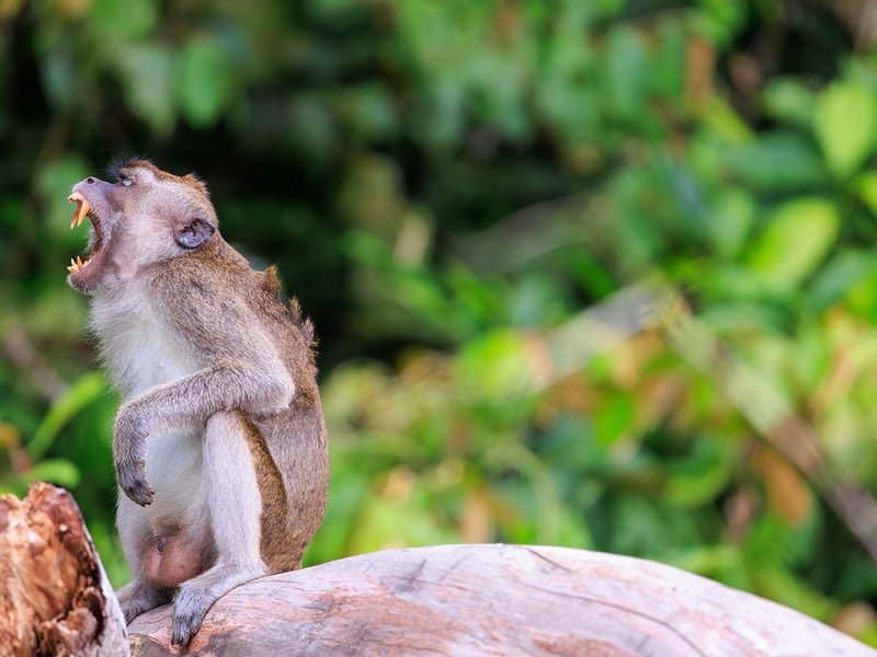 A long-tailed macaque with light brown fur and a very long tail perching on a wooden railing against a green forest backdrop. (gallery image 2)