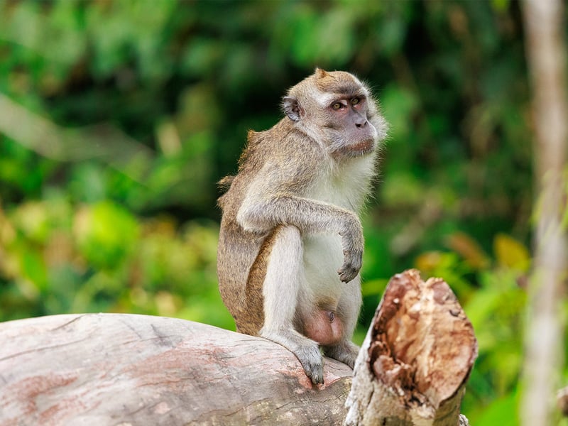 A long-tailed macaque with light brown fur and a very long tail perching on a wooden railing against a green forest backdrop. (gallery image 3)