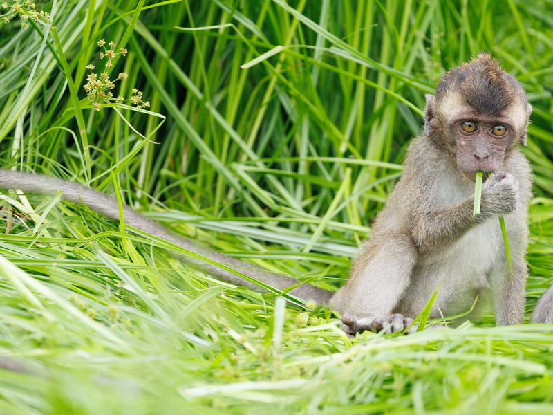 A long-tailed macaque with light brown fur and a very long tail perching on a wooden railing against a green forest backdrop. (gallery image 4)