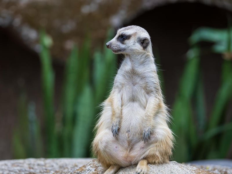A small, tan-furred mammal standing tall on its hind legs watching the horizon. (gallery image 2)