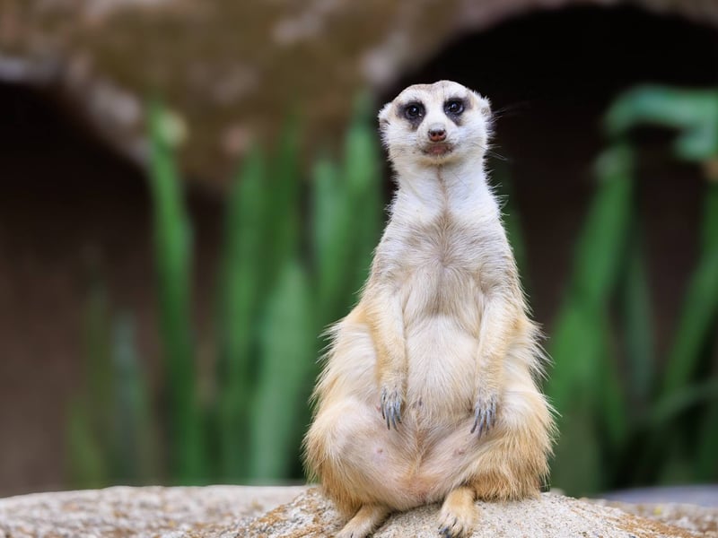 A small, tan-furred mammal standing tall on its hind legs watching the horizon. (gallery image 3)