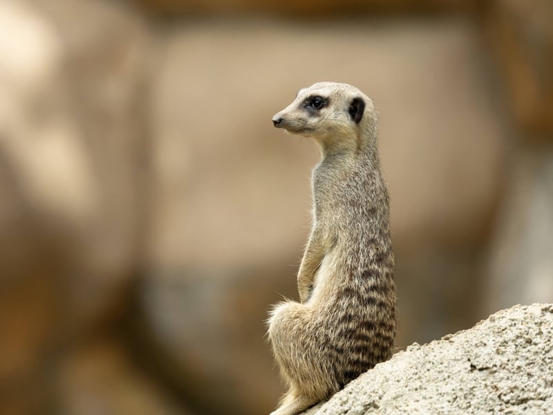 A small, tan-furred mammal standing tall on its hind legs watching the horizon. (gallery image 4)