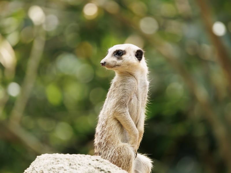 A small, tan-furred mammal standing tall on its hind legs watching the horizon. (gallery image 5)