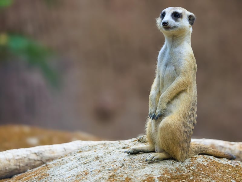 A small, tan-furred mammal standing tall on its hind legs watching the horizon. (gallery image 1)