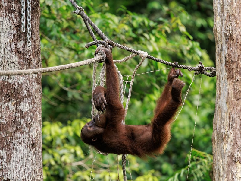 A large orange-haired ape climbing ropes and branches in a lush tropical forest. (gallery image 1)