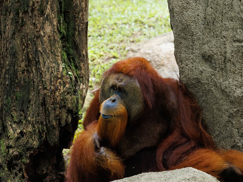 A large orange-haired ape climbing ropes and branches in a lush tropical forest. (gallery image 2)