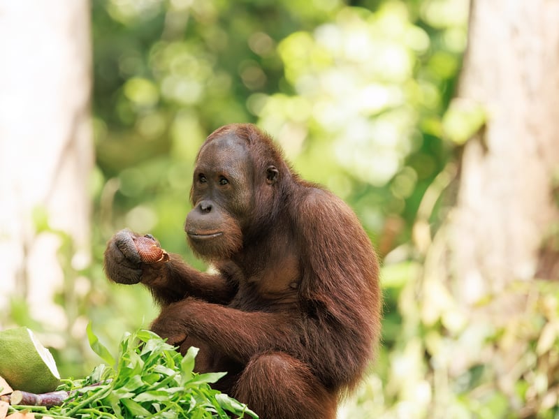 A large orange-haired ape climbing ropes and branches in a lush tropical forest. (gallery image 3)
