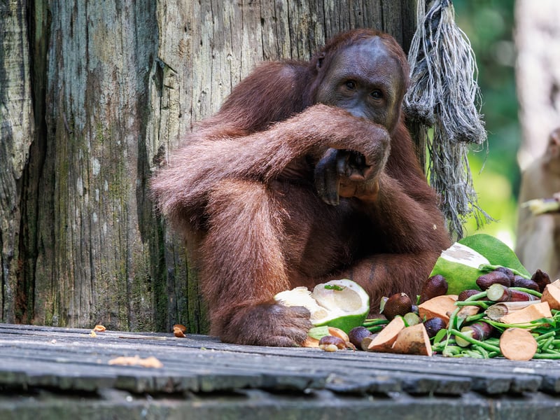 A large orange-haired ape climbing ropes and branches in a lush tropical forest. (gallery image 4)