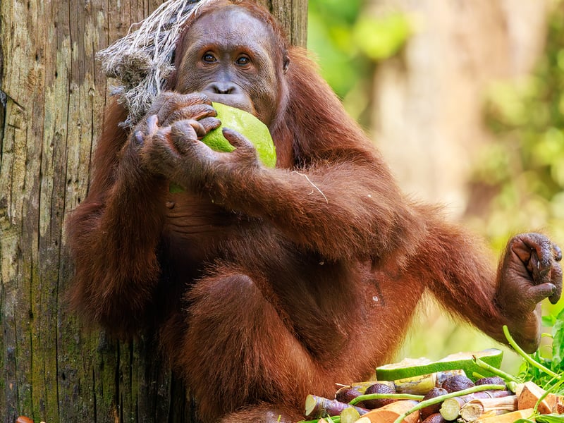 A large orange-haired ape climbing ropes and branches in a lush tropical forest. (gallery image 5)