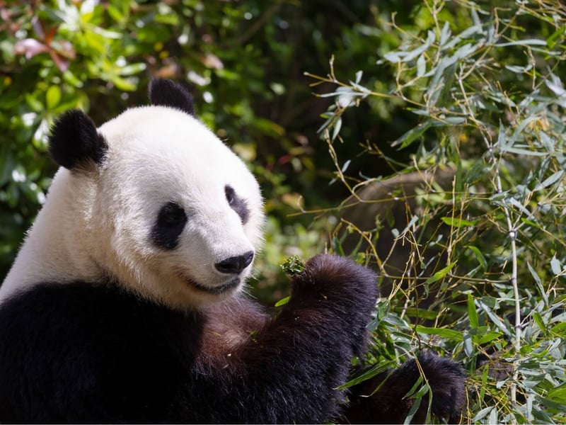 A large black and white bear sitting amongst bamboo stalks. (gallery image 1)