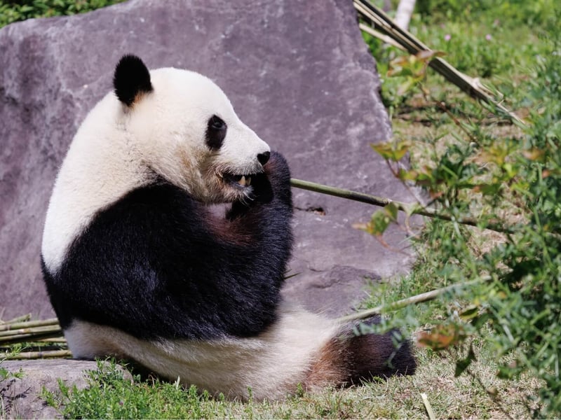 A large black and white bear sitting amongst bamboo stalks. (gallery image 2)