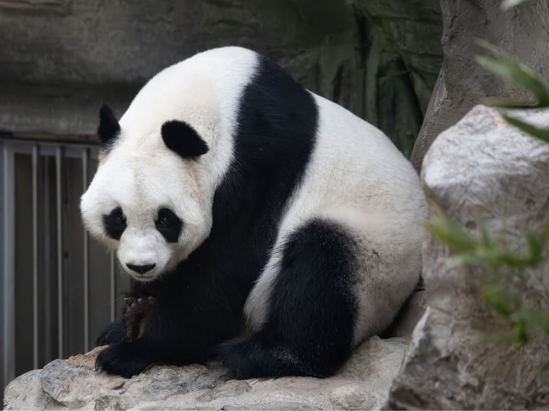 A large black and white bear sitting amongst bamboo stalks. (gallery image 3)