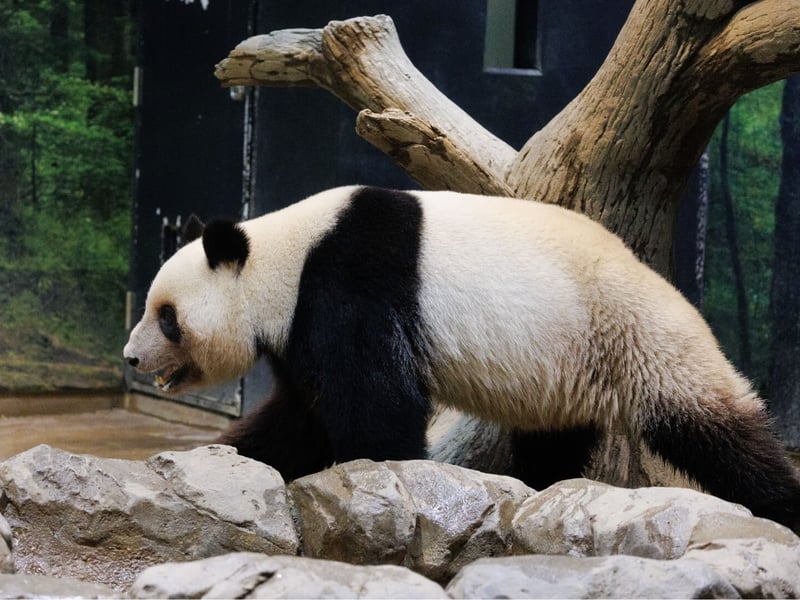 A large black and white bear sitting amongst bamboo stalks. (gallery image 4)