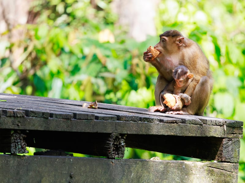 A Southern Pig-tailed Macaque with brown fur and a short, upward-curled tail foraging on the forest floor. (gallery image 1)