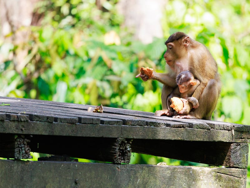 A Southern Pig-tailed Macaque with brown fur and a short, upward-curled tail foraging on the forest floor. (gallery image 2)