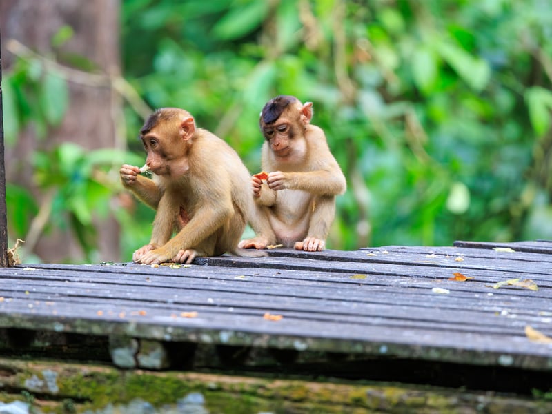 A Southern Pig-tailed Macaque with brown fur and a short, upward-curled tail foraging on the forest floor. (gallery image 3)