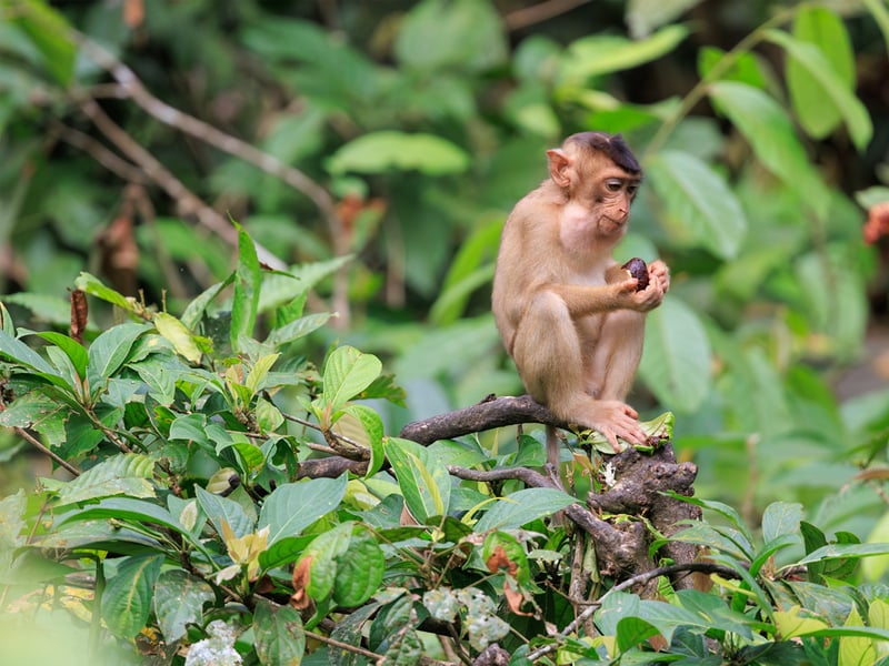 A Southern Pig-tailed Macaque with brown fur and a short, upward-curled tail foraging on the forest floor. (gallery image 5)