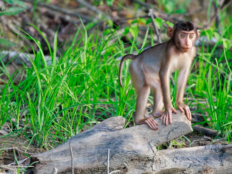 A Southern Pig-tailed Macaque with brown fur and a short, upward-curled tail foraging on the forest floor. (gallery image 6)