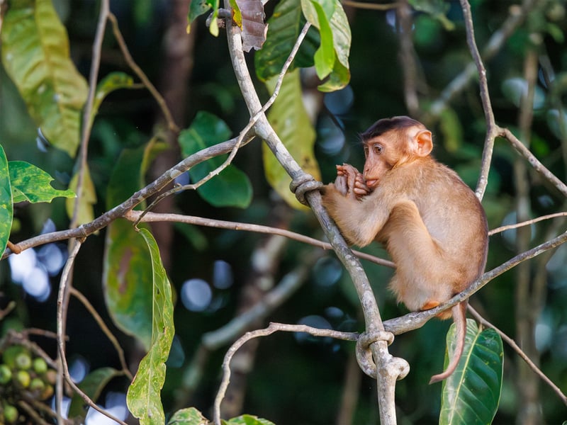 A Southern Pig-tailed Macaque with brown fur and a short, upward-curled tail foraging on the forest floor. (gallery image 7)