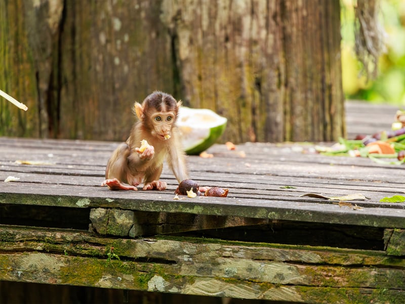 A Southern Pig-tailed Macaque with brown fur and a short, upward-curled tail foraging on the forest floor. (gallery image 8)