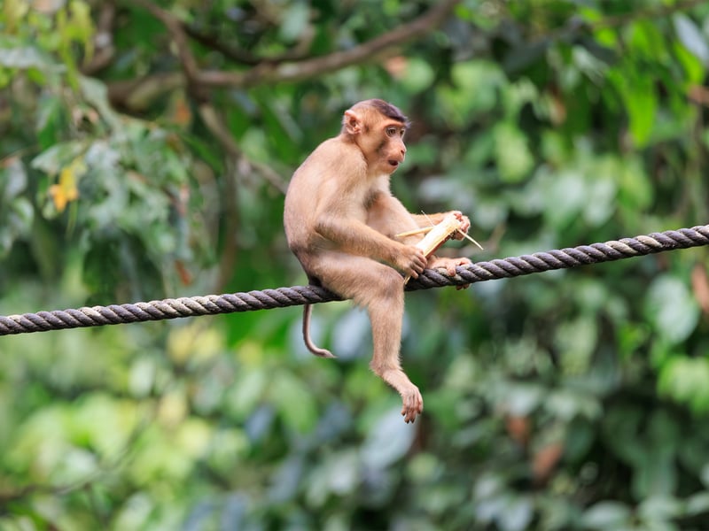 A Southern Pig-tailed Macaque with brown fur and a short, upward-curled tail foraging on the forest floor. (gallery image 9)