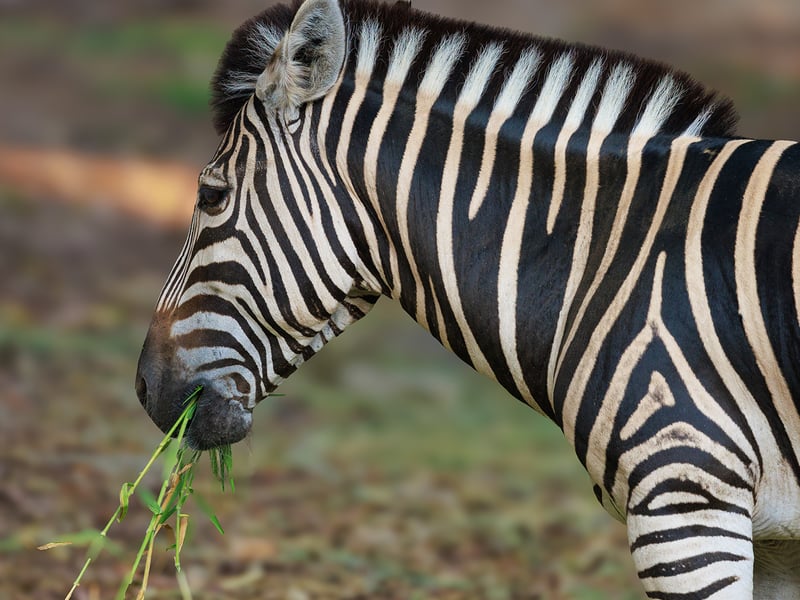 A plains zebra standing in open grassland, showing its distinctive black-and-white stripe pattern. (gallery image 1)
