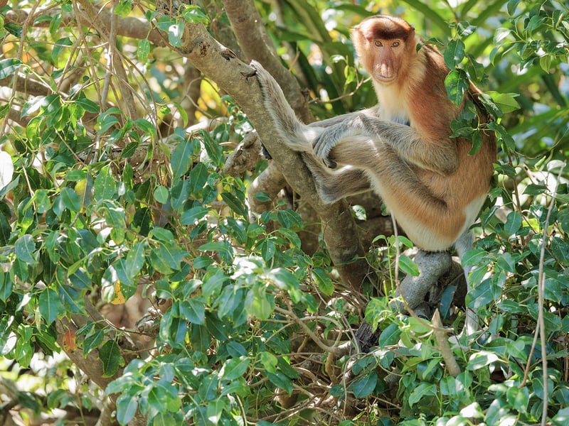 A reddish-brown monkey with a long tail and a prominent large nose sitting in a mangrove tree. (gallery image 1)