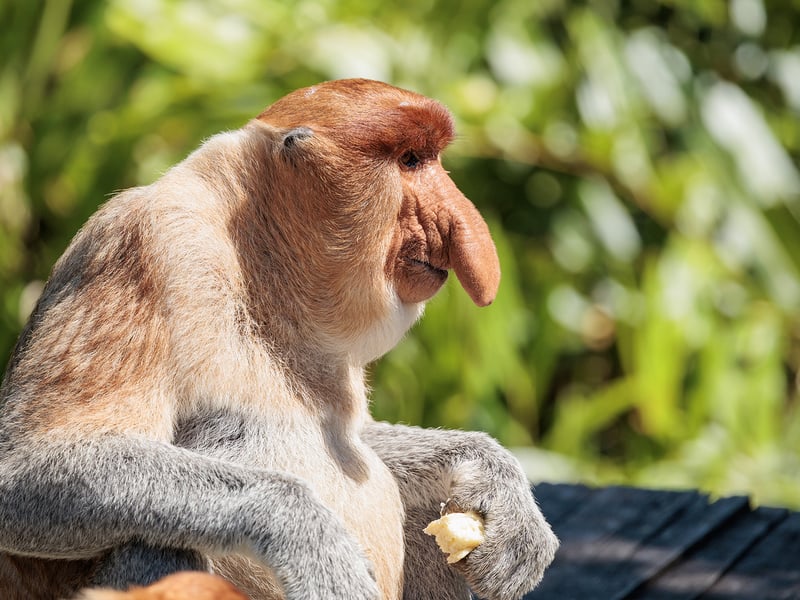 A reddish-brown monkey with a long tail and a prominent large nose sitting in a mangrove tree. (gallery image 2)