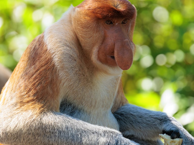 A reddish-brown monkey with a long tail and a prominent large nose sitting in a mangrove tree. (gallery image 3)