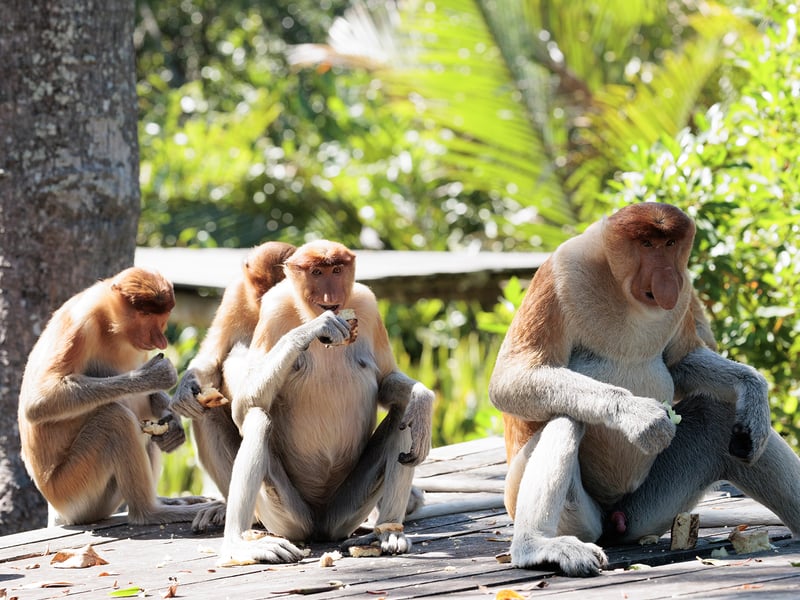 A reddish-brown monkey with a long tail and a prominent large nose sitting in a mangrove tree. (gallery image 4)
