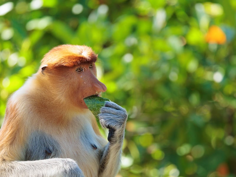 A reddish-brown monkey with a long tail and a prominent large nose sitting in a mangrove tree. (gallery image 5)