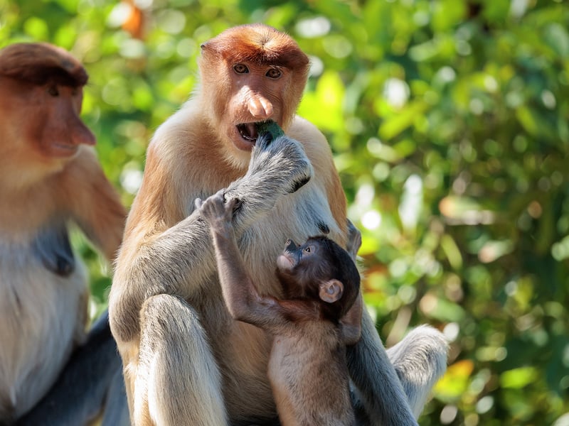 A reddish-brown monkey with a long tail and a prominent large nose sitting in a mangrove tree. (gallery image 6)