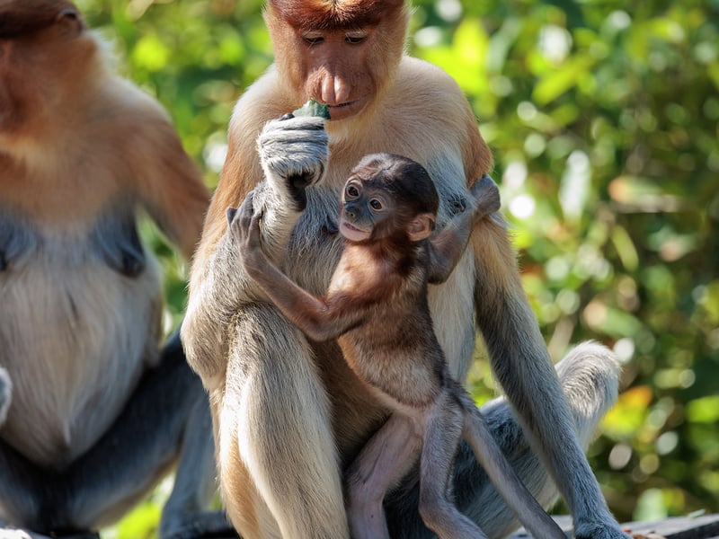 A reddish-brown monkey with a long tail and a prominent large nose sitting in a mangrove tree. (gallery image 7)