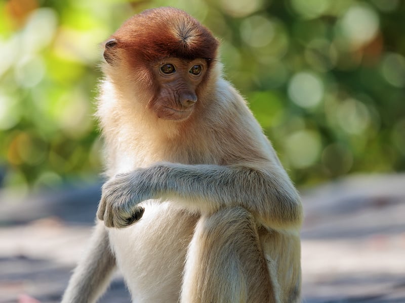 A reddish-brown monkey with a long tail and a prominent large nose sitting in a mangrove tree. (gallery image 8)