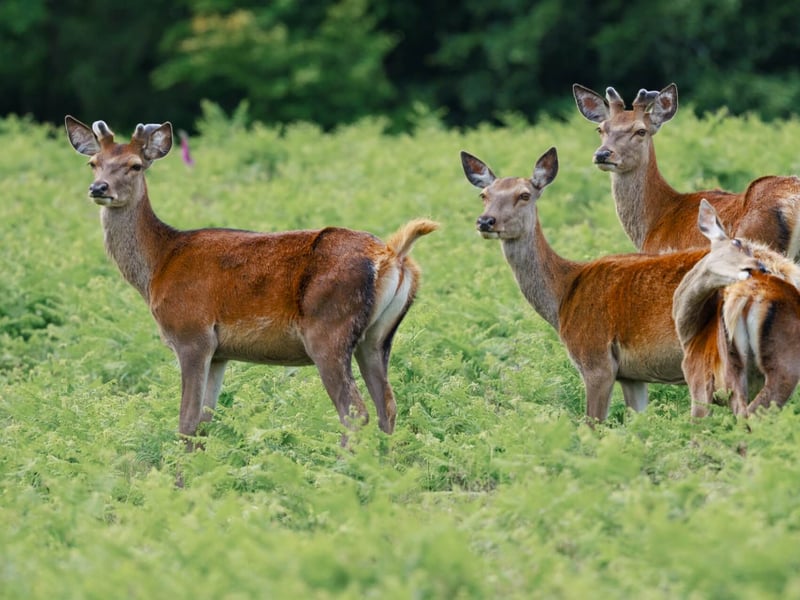 A massive stag with multi-pointed antlers standing in high grass. (gallery image 2)