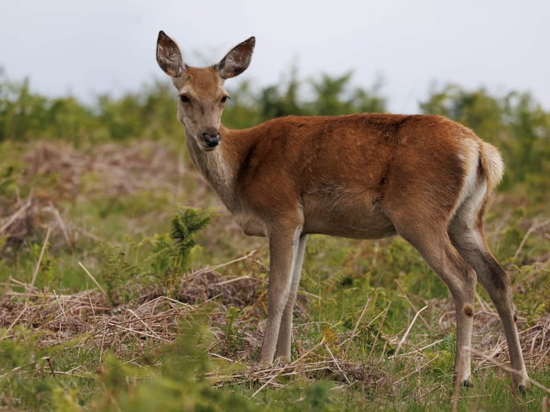 A massive stag with multi-pointed antlers standing in high grass. (gallery image 3)