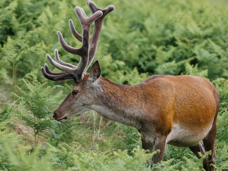 A massive stag with multi-pointed antlers standing in high grass. (gallery image 4)