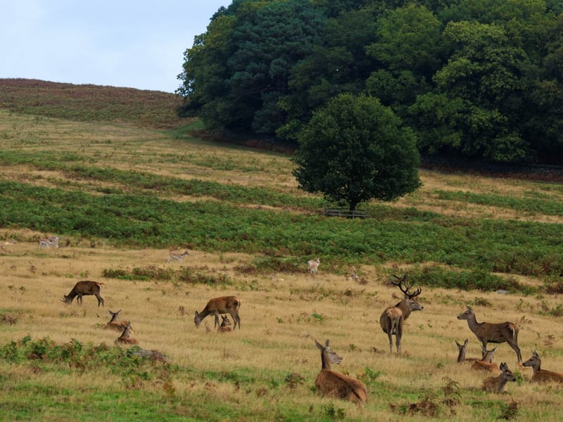 A massive stag with multi-pointed antlers standing in high grass. (gallery image 5)