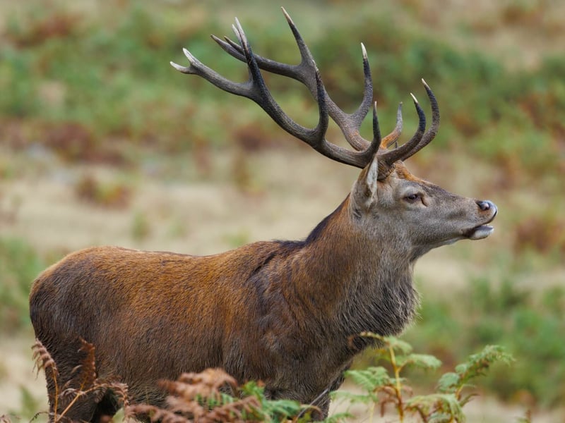 A massive stag with multi-pointed antlers standing in high grass. (gallery image 6)