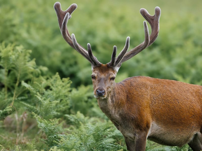 A massive stag with multi-pointed antlers standing in high grass. (gallery image 1)