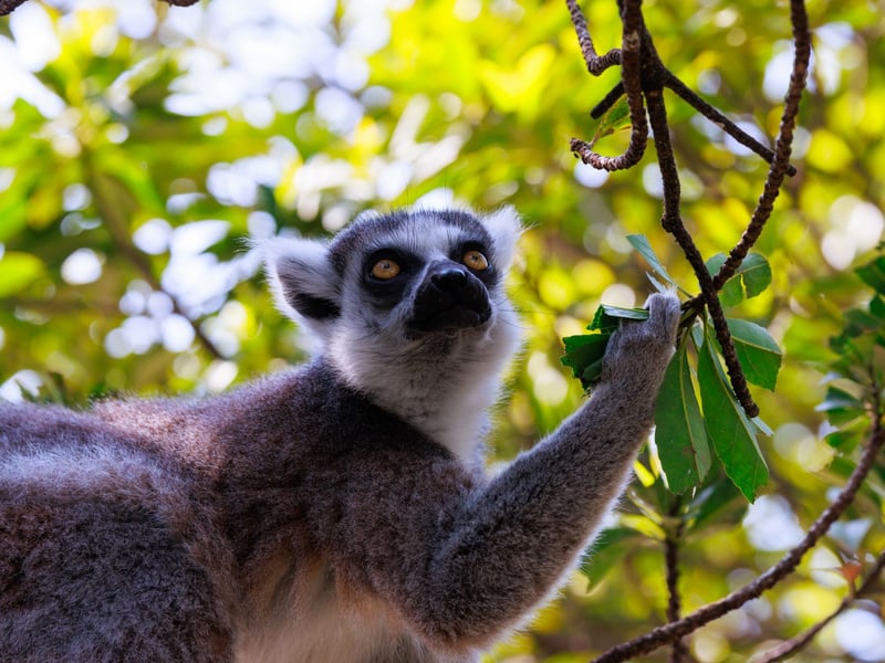 A grey primate with a white face, black eye patches, and a long tail with black and white rings. (gallery image 1)