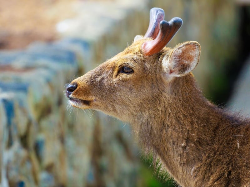 A chestnut-brown deer with white spots and upright antlers standing in a glade. (gallery image 1)